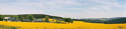 Rapsfelder in Thüringen