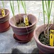[BBC News] Pflanzenkohle - Ist der Hype gerechtfertigt?