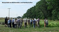 Blühstreifen am Ackerrand (Foto: H. Braunsdorff)