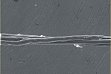 Faserbündel d=50 micrometer