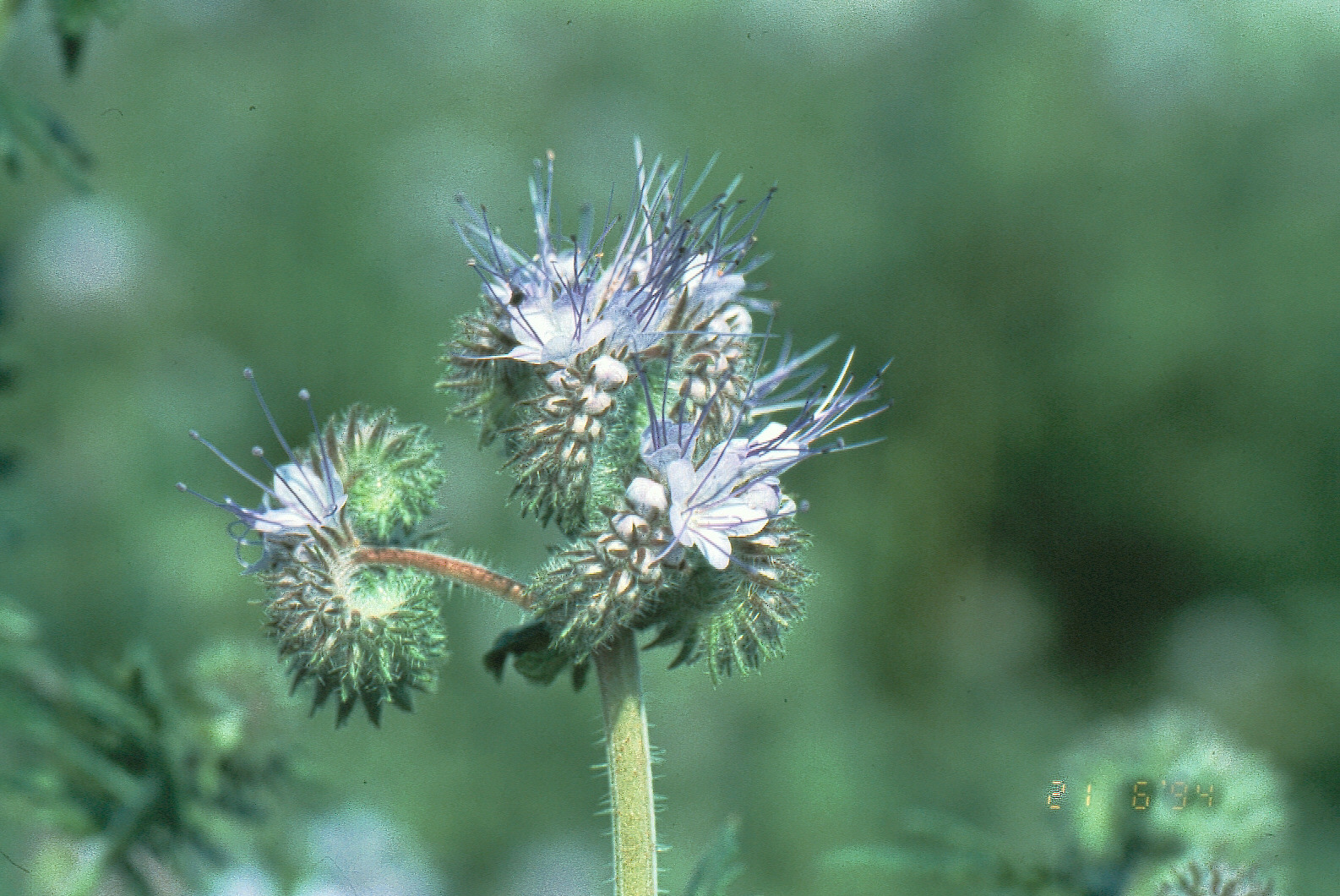 Phacelia - Blte