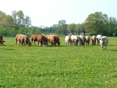 Kühe / Agrarwissenschaften