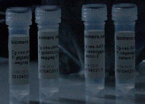 PCR - Primer
