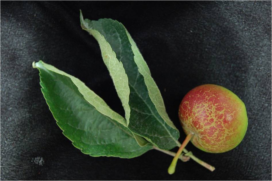 Fruchtverrostung an Apfel