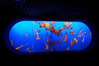 Aquarium im kalifornischen Monterey besucht am Rande einer Tagung