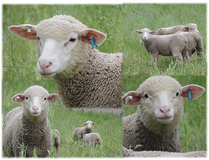 Schafe vom AEVZ in Merbitz
