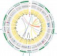 Figure 4 Circos plot illustrating QTL controlling plant height and SNPs exposed to segregation distortion in WM-800.
