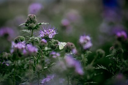 Phacelia