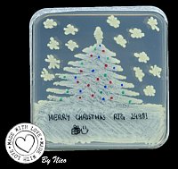 Microbial Christmas! Experiment and Photo: Nico Rössner.