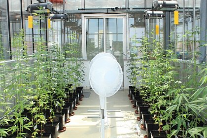 Industrial Hemp-Greenhouse experiment
Photo: Aaron Tinschert