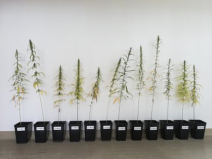 Industrial hemp strain "Finola" on Regosol (Plant 1-6) and on Chernozem (Plants 7-12) Photo: Aaron Tinschert