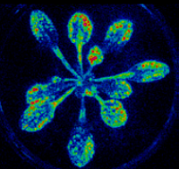 Malabarba et al., New Phytol 2021