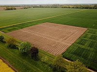 Etablished Win-N field trial a few weeks after maize sowing at the Merbitz site (Photo:Paula Fuchs)