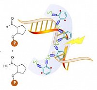 DNA cleavage by enediyne polymer