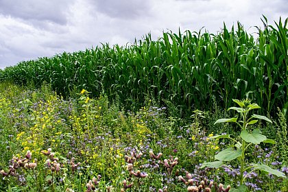 (Source: www.pixabay.com)
In the course of the resurgent issue of food security, the conversion of flower strips and fallow land, which are important for species protection and biodiversity, is being debated. Some stakeholders argue for intensifying the management of ecological priority areas, some of which have only recently been adopted to environmental measures would thus become ineffective. Which weighs more heavily here and how can we arrive at a solution that does justice to competing ideas? How can environmental policies be adapted to other societal challenges?