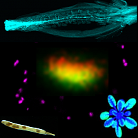 BICAT3 Golgi Paper