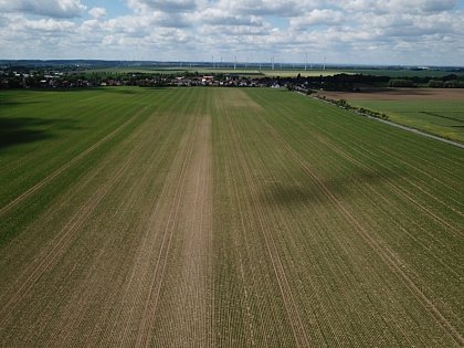 Phnologie der Versuchsglieder im Zuckerrbenbestand 
(Foto: Betriebsverbund Hof Pfaffendorf)
