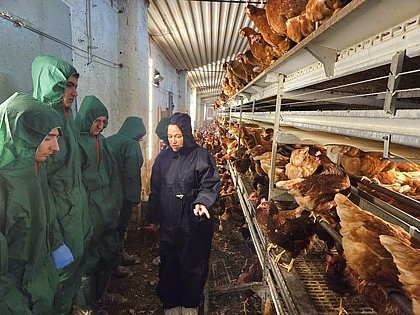 Übung zur Legehennenhaltung in einem Praxisbetrieb - Tierbeurteilung